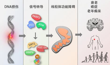 首个经科学验证NAD+ 前体NMN衰